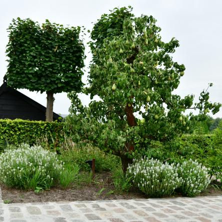 Oude fruitboom in border